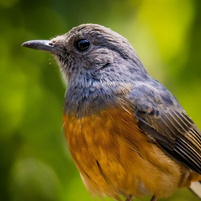 Schamadrossel (W) / White-rumped Shama